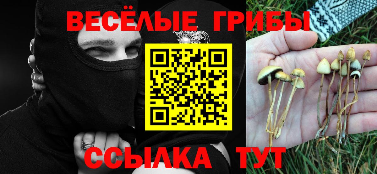 Псилоцибиновые грибы Psilocybine cubensis Москва